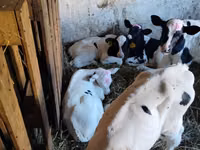 Toro, Raza Holstein — foto 3