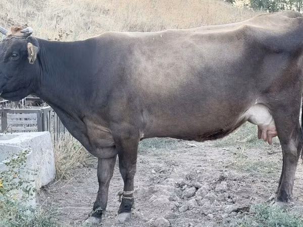 Sigir, Qoramol