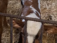 Toro, Simmental cattle — foto 5