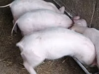 Scroafă, Porci — foto 2
