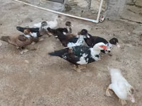Ducks — फ़ोटो 5
