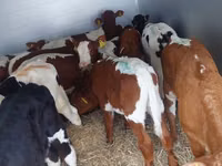 ثور, Simmental cattle — الصورة 1