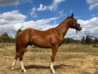 公马, Quarter Horse — 照片 4