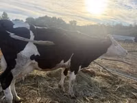 Cow, Jersey breed — photo 2