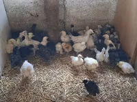 Chickens — Foto 2