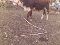 Bull, Simmental cattle — photo 5