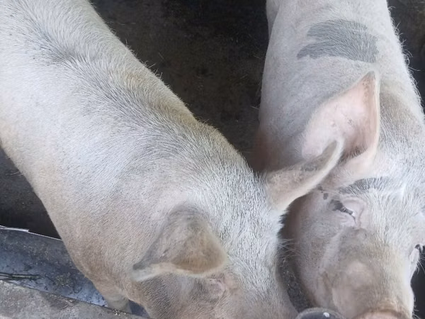 Säue, Schweine — Republik Moldau