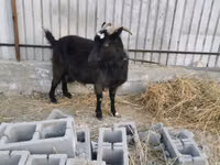 Capră, Czech Brown Shorthaired goats — foto 1