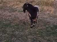 公山羊, Goats — 照片 2