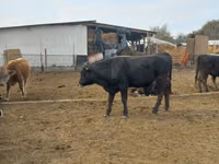 Buğa, Russian Black pied cattle — foto 2
