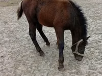 公马, Horses — 照片 5