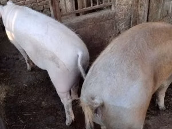 Donuzlar (partiya, cinsi göstərilməyib), 