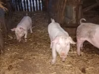 Schweine (Partie, Geschlecht nicht angegeben) — Foto 2