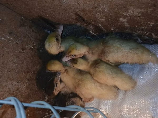 Ducks