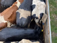 Vache, Russian Black pied cattle — photo 1