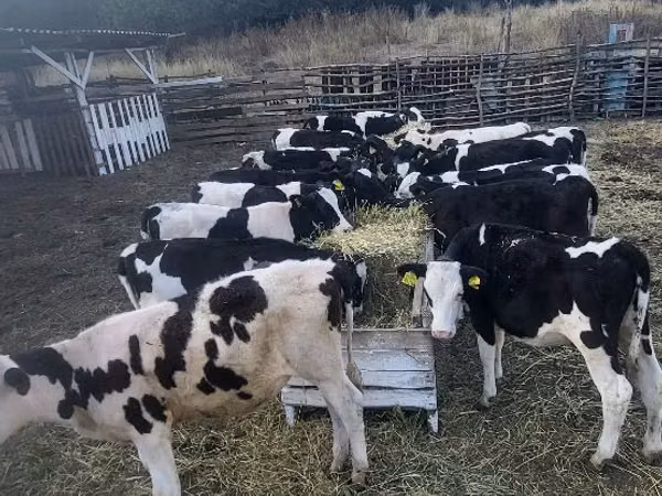 Vacă, Bovine