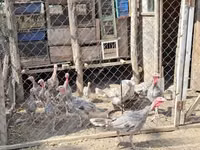 Turkeys — Foto 5