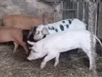 Säue, Schweine — Foto 4