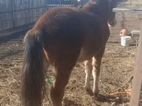 Cal, Kazakh horse — foto 1