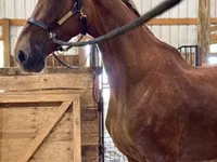Toychoq, Dutch warmblood horse — 4-rasm