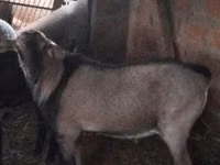 Taka, Nubian Goat — 1-rasm