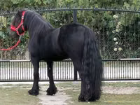Cal, Fell pony — foto 3
