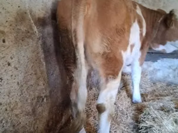 गाय, Simmental cattle