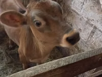 Toro, Raza Jersey — foto 2