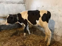 公牛, Holstein breed — 照片 2