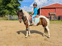 Cal, Pinto horses — foto 4