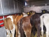 Cattle (batch, sex not specified), Cattle — photo 3