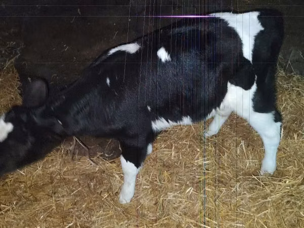 Buqa, Russian Black pied cattle