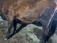 بقرة, Russian Black pied cattle — الصورة 5