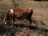 Bulle, Limousin-Kuh — Foto 7