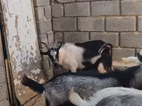 Keçi, LaMancha goats — foto 4