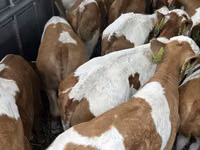 Toro, Simmental cattle — foto 1