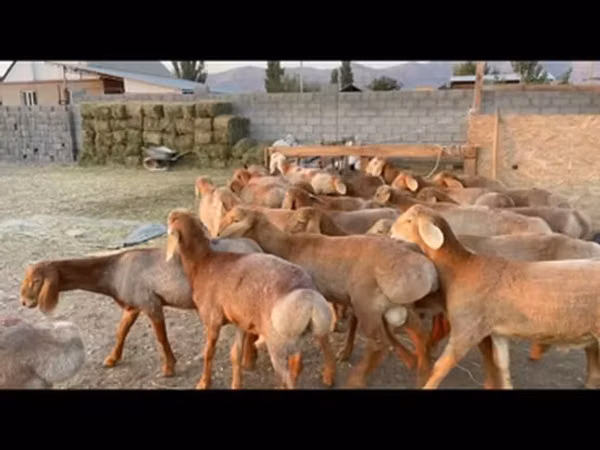 मेढ़ा, Karakul sheep