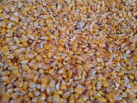 Продам кукурузу — Foto 1