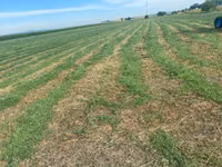 Lucernă — Foto 2
