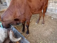 Vaca, Ganado vacuno — foto 2