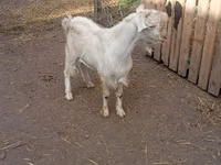 Keçi, Saanen goat — foto 3