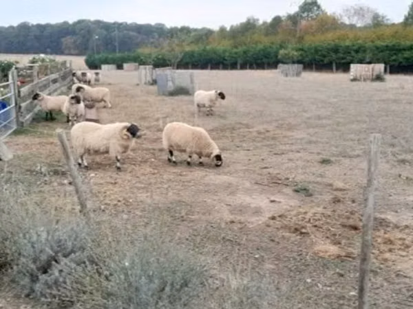 Ram, Scottish Blackface sheep