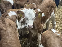 İribuynuzlu mal-qara (partiya, cinsi göstərilməyib), Russian Black pied cattle — foto 6