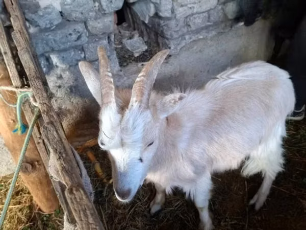 公山羊, Goats