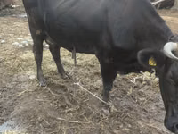 गाय, भूरा लातवियाई — फ़ोटो 2