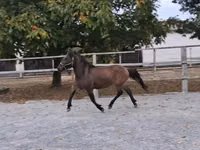 Horse (M), Horses — photo 2