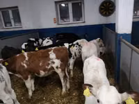 Rinder (Partie, Geschlecht nicht angegeben), Limousin-Kuh — Foto 2
