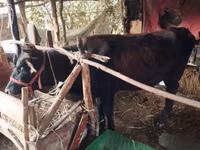 牛只（批次，未指定性别）, Cattle — 照片 2