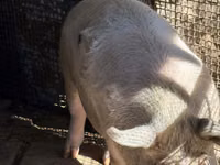 Scroafă, Porci — foto 4