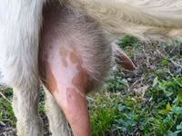 Capră, Beetal goats — foto 3
